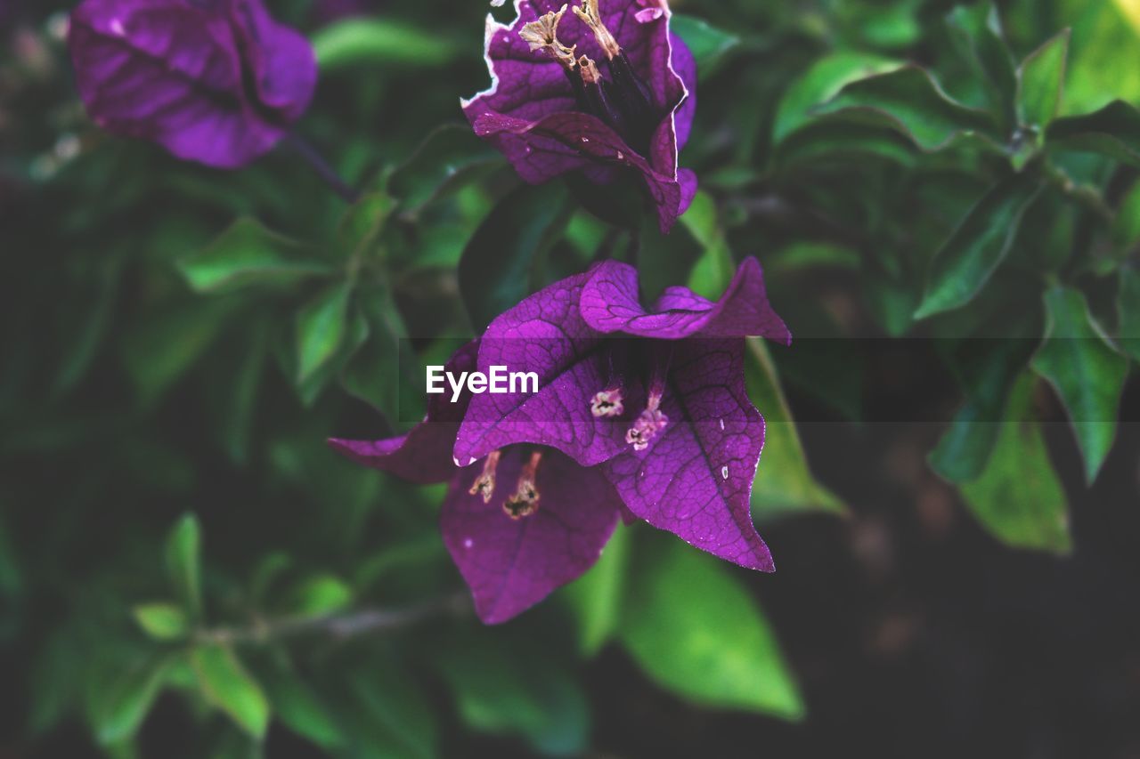 Close-up of purple flowers blooming outdoors