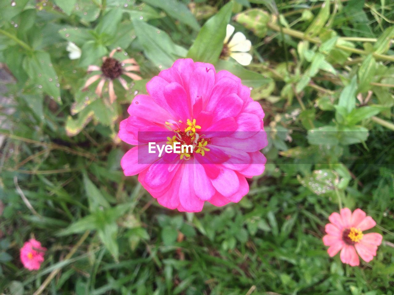 CLOSE-UP OF PINK COSMOS FLOWERS BLOOMING OUTDOORS