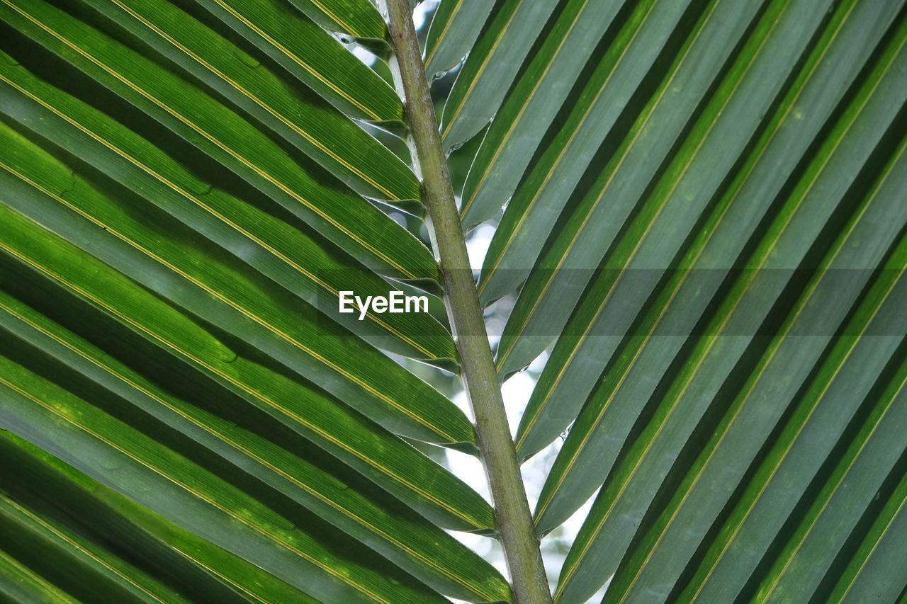 Full frame shot of palm leaf