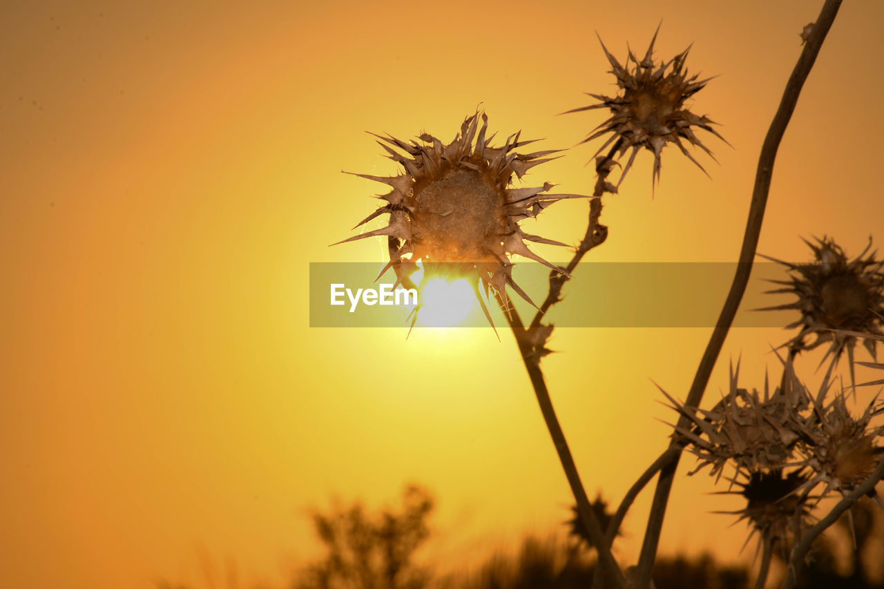 Close-up of orange flowering plant against sky during sunset