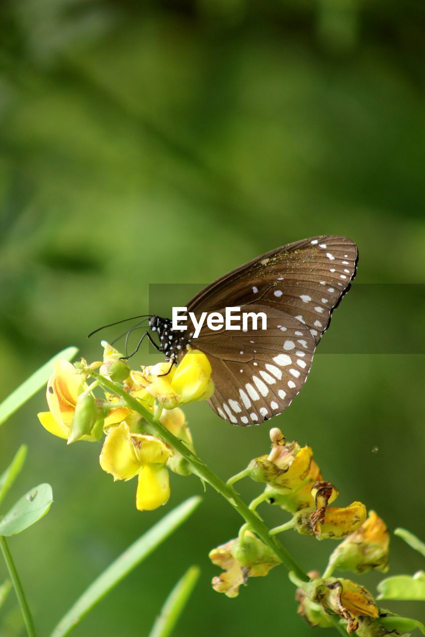 Close-up of butterfly pollinating on yellow flower