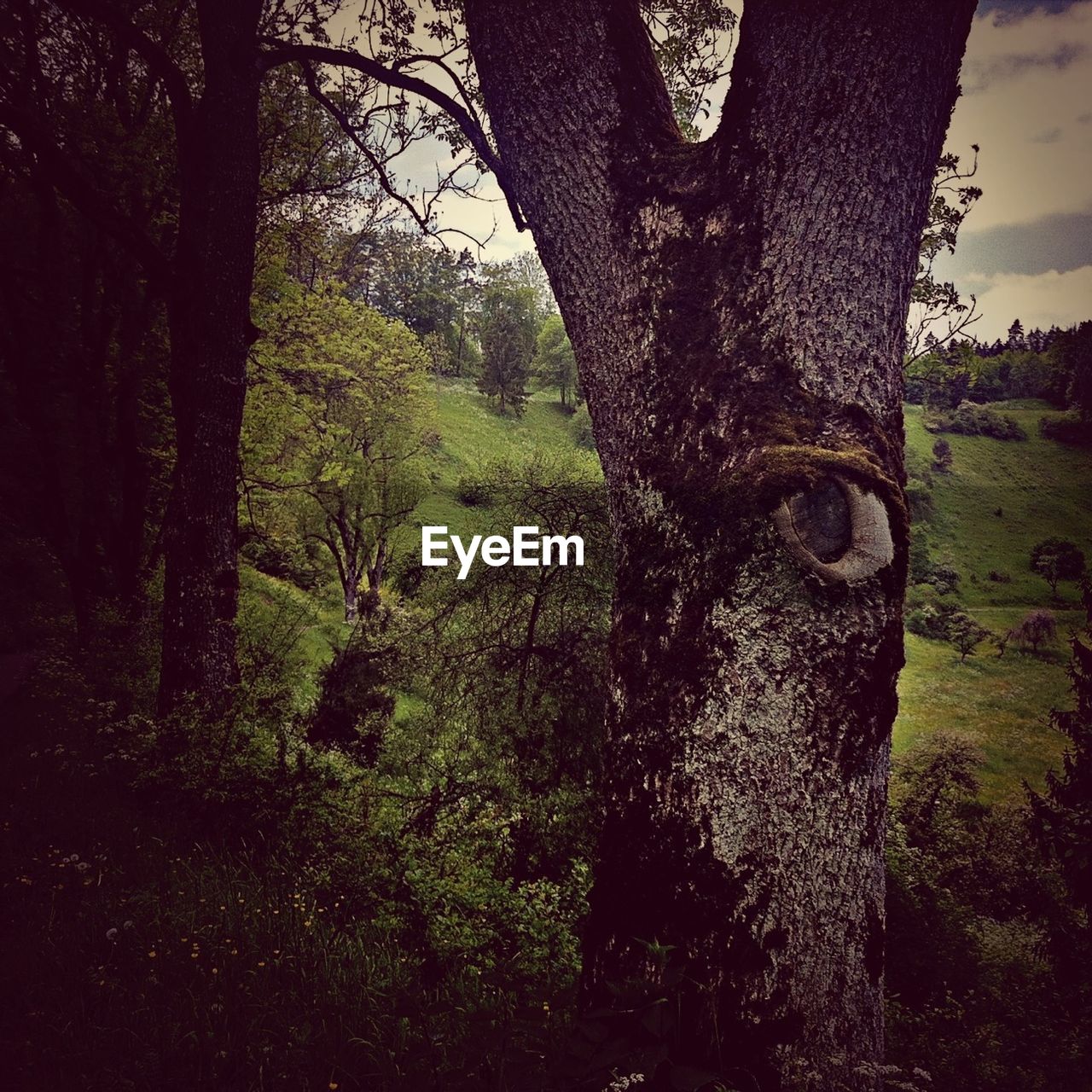 Tree growing on field