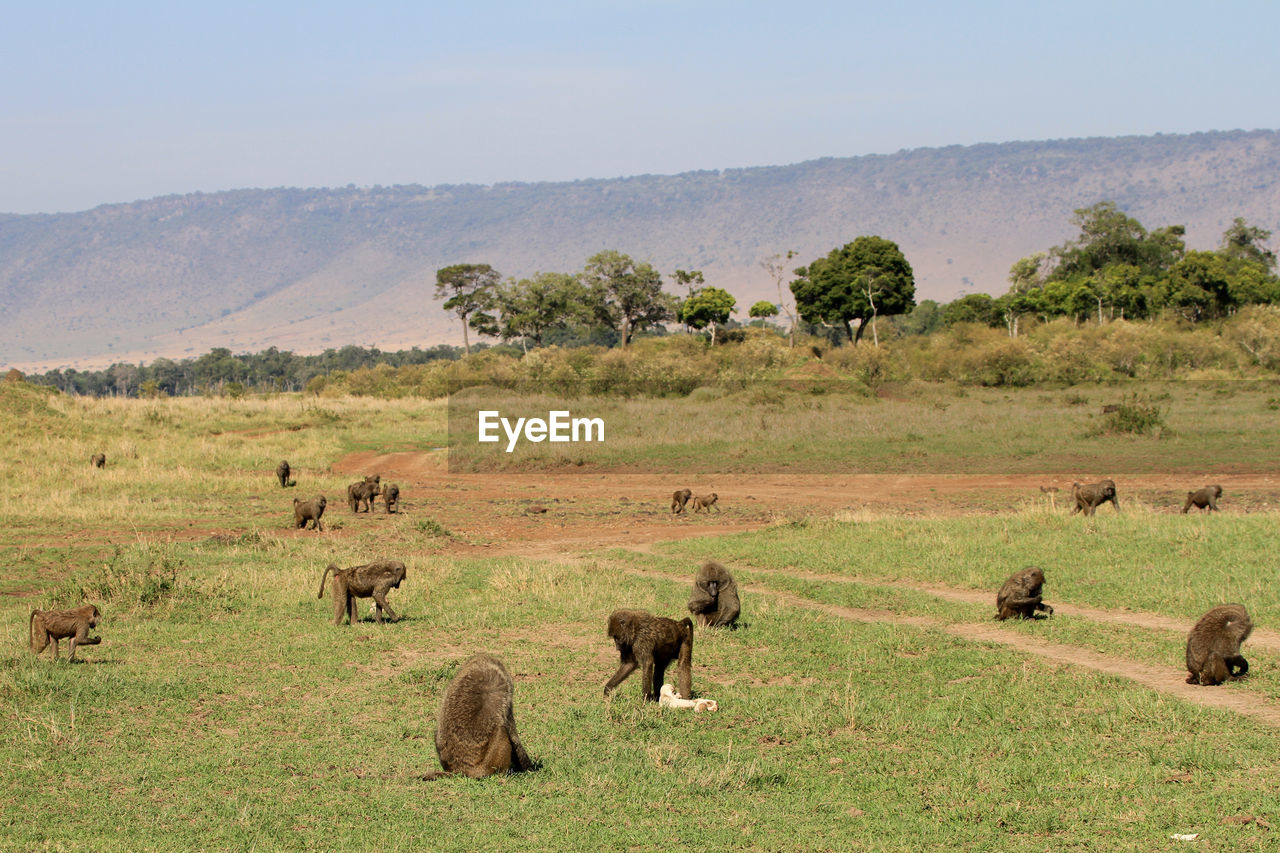 Group of monkeys on landscape against sky