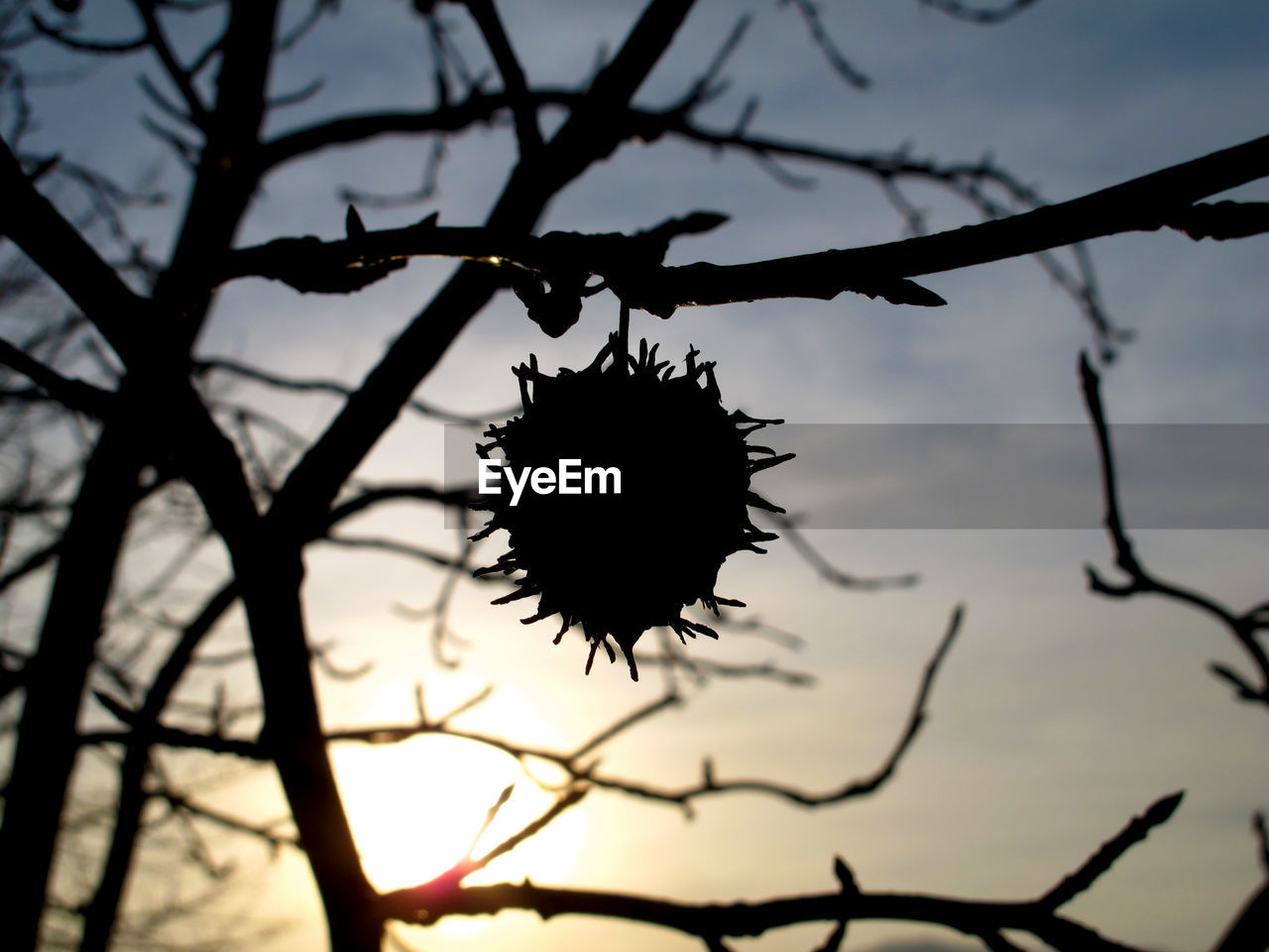 Close-up of silhouette branches against the sky