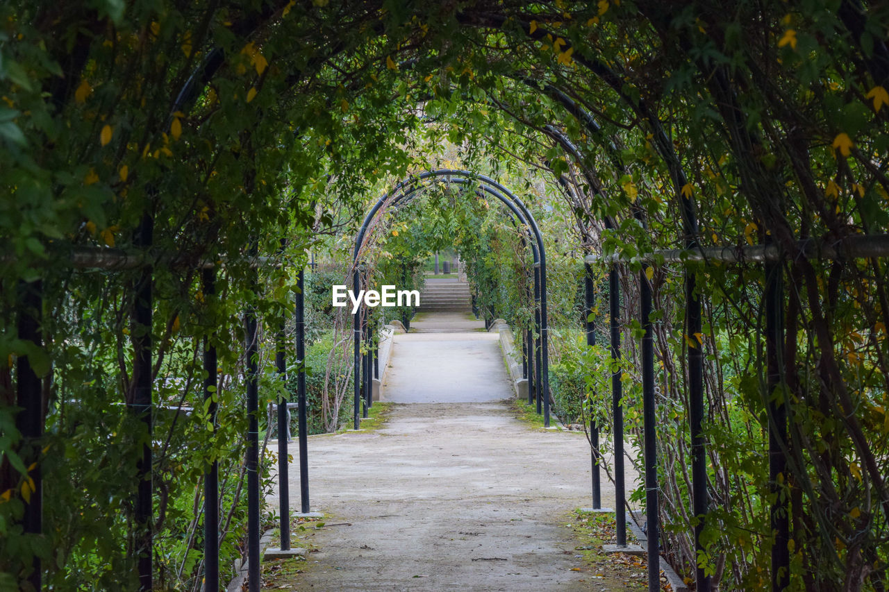 Footpath amidst trees