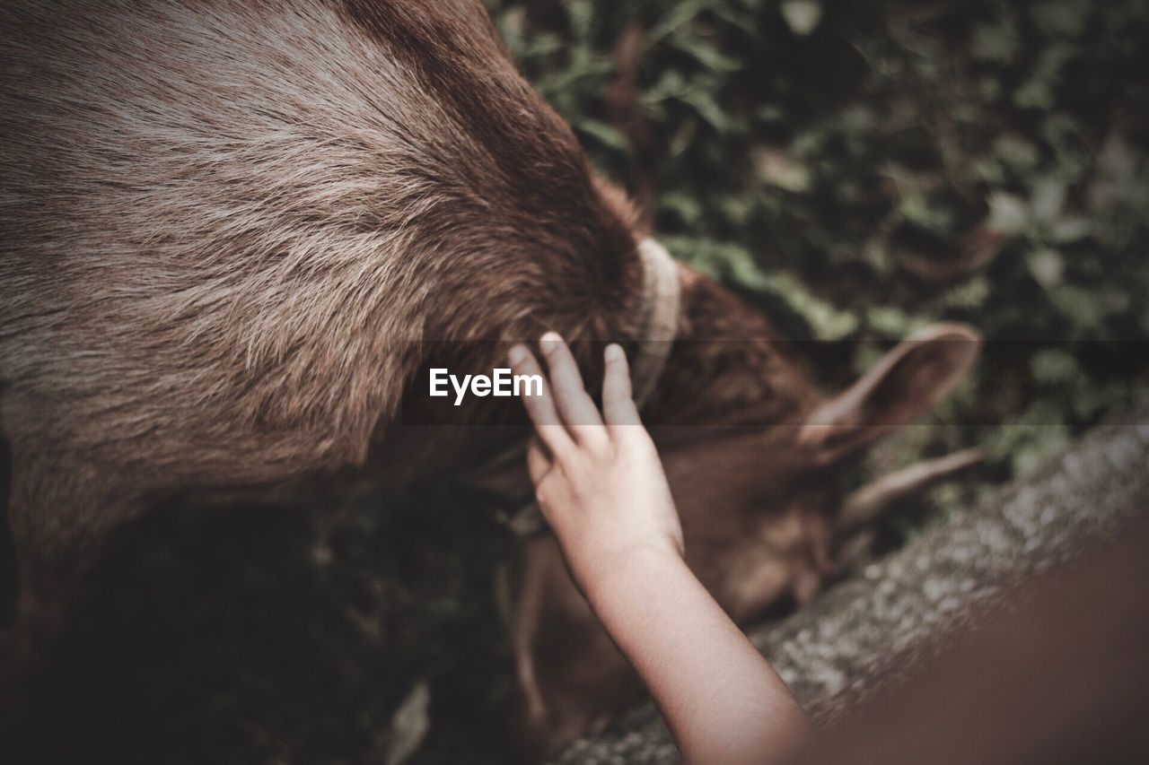 Close-up of cropped hand touching deer at zoo