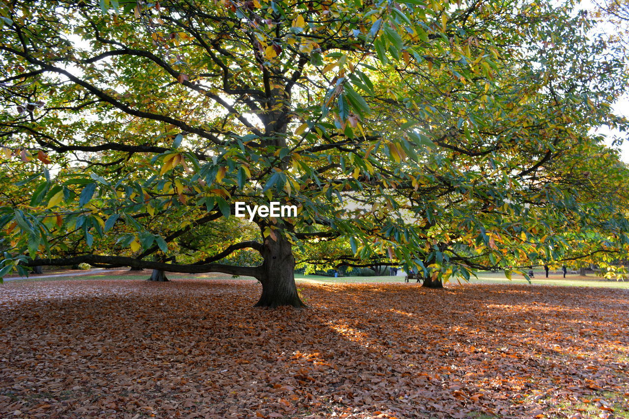 Trees on landscape during autumn