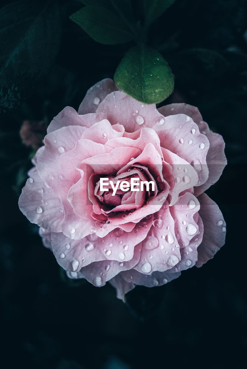 Close-up of raindrops on pink rose