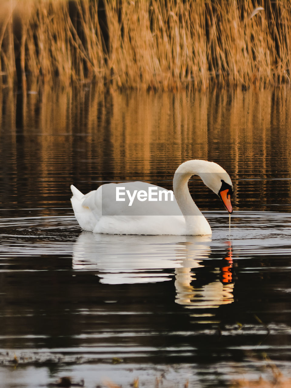 Swan floating on lake