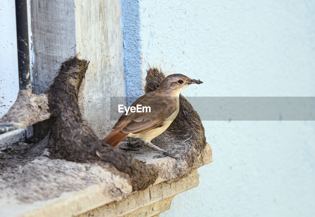 animal themes, animal, bird, animal wildlife, wildlife, one animal, sparrow, no people, perching, day, nature, wall - building feature, outdoors, house sparrow, wood