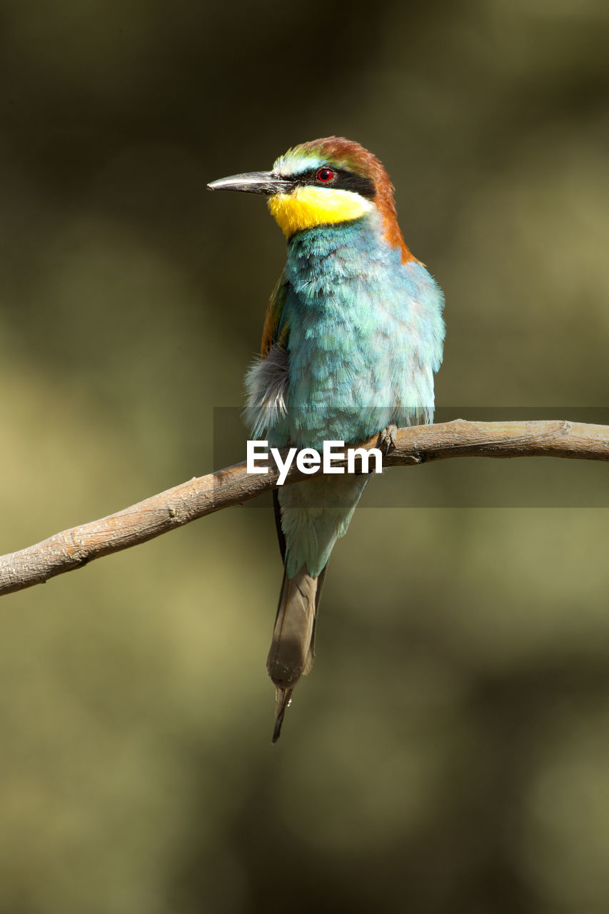 BIRD PERCHING ON A BRANCH