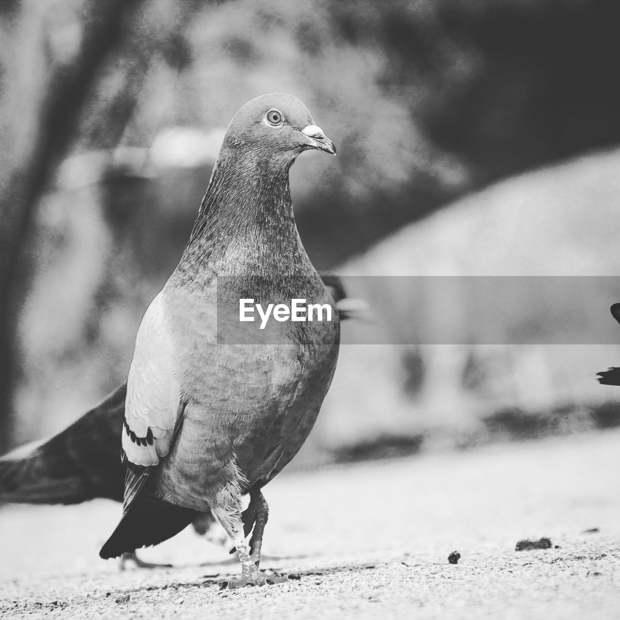 CLOSE-UP OF PIGEON PERCHING ON WALL