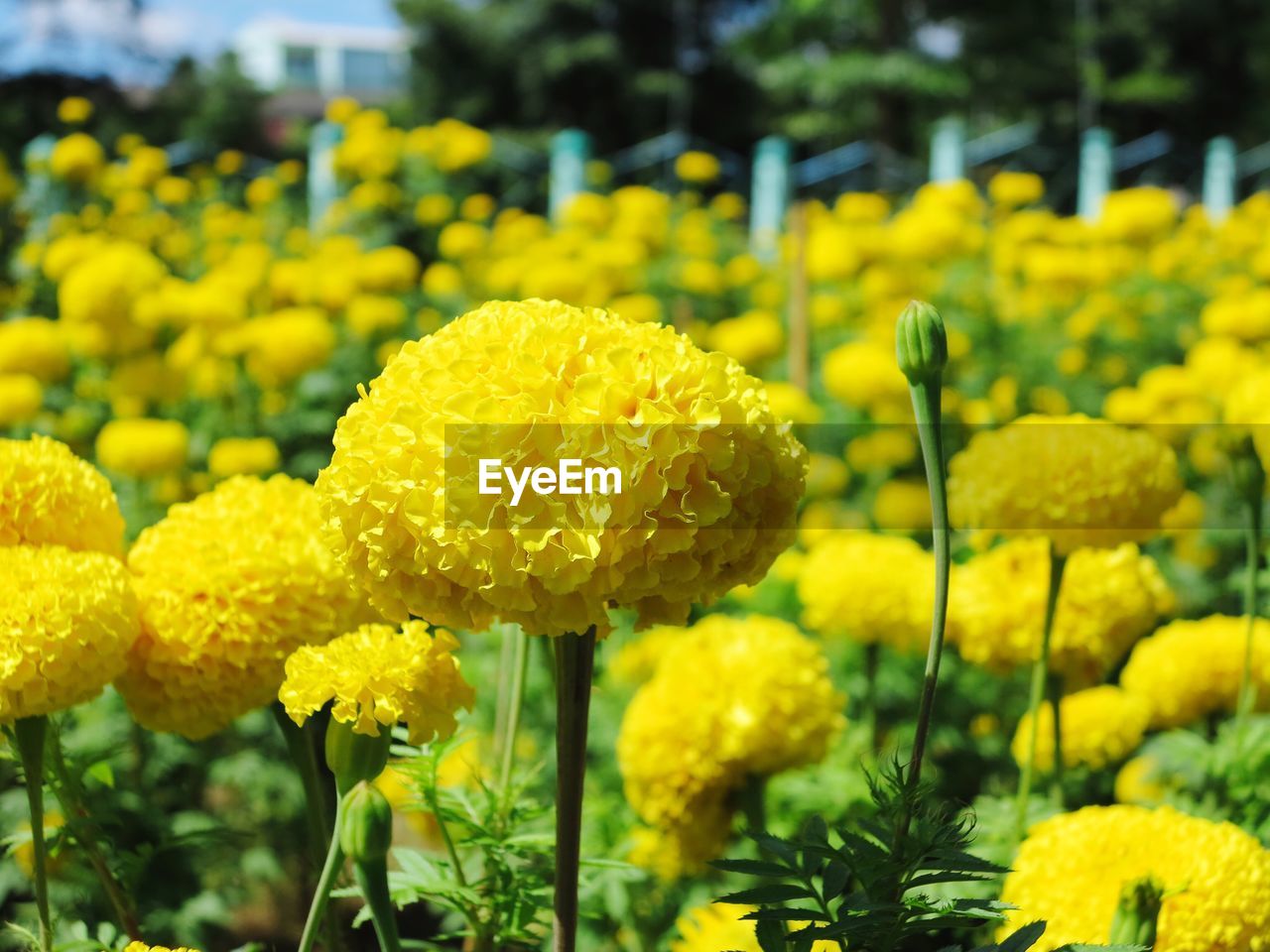 CLOSE-UP OF FRESH YELLOW FLOWERS BLOOMING IN PARK