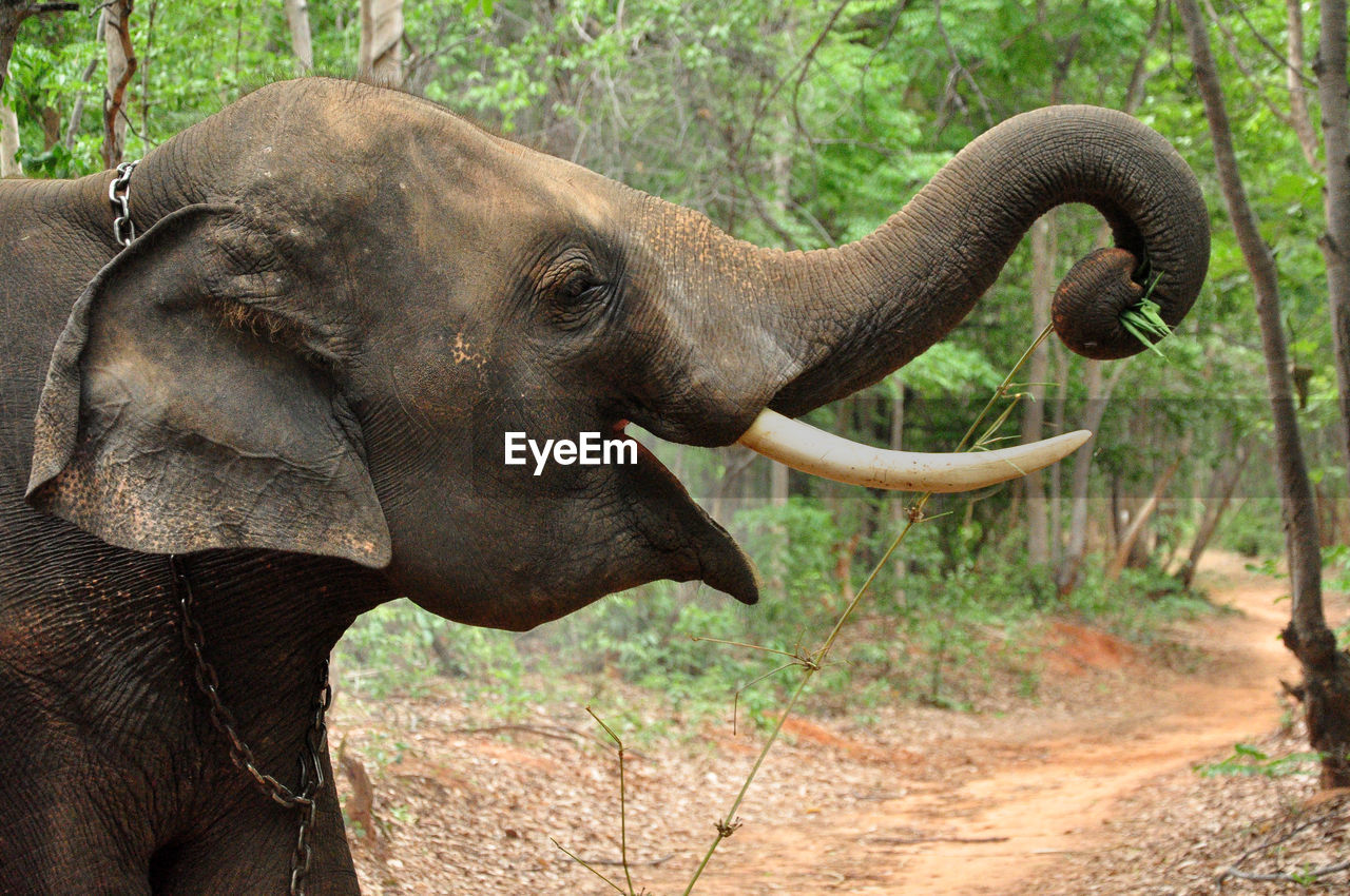 CLOSE-UP OF ELEPHANT ON FOREST
