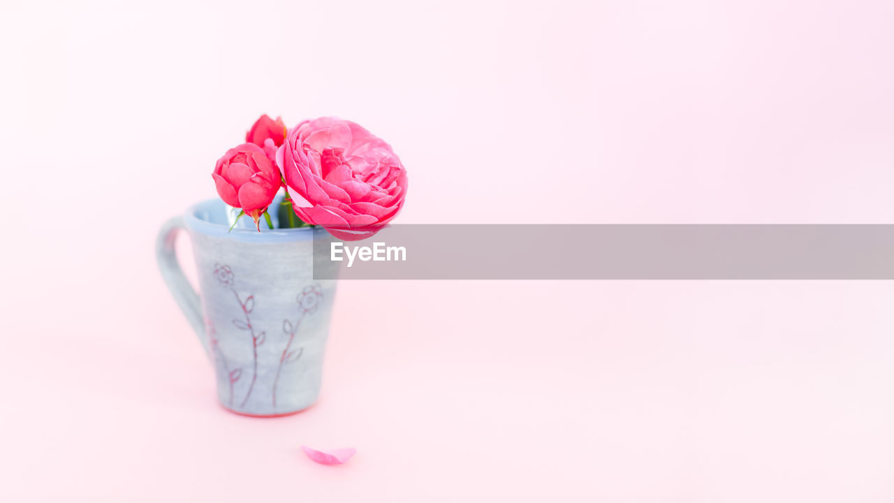 CLOSE-UP OF PINK ROSE IN WHITE BACKGROUND