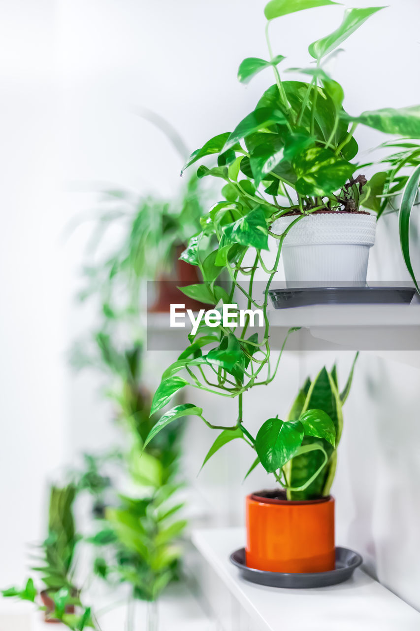 CLOSE-UP OF POTTED PLANT ON TABLE AGAINST WHITE WALL