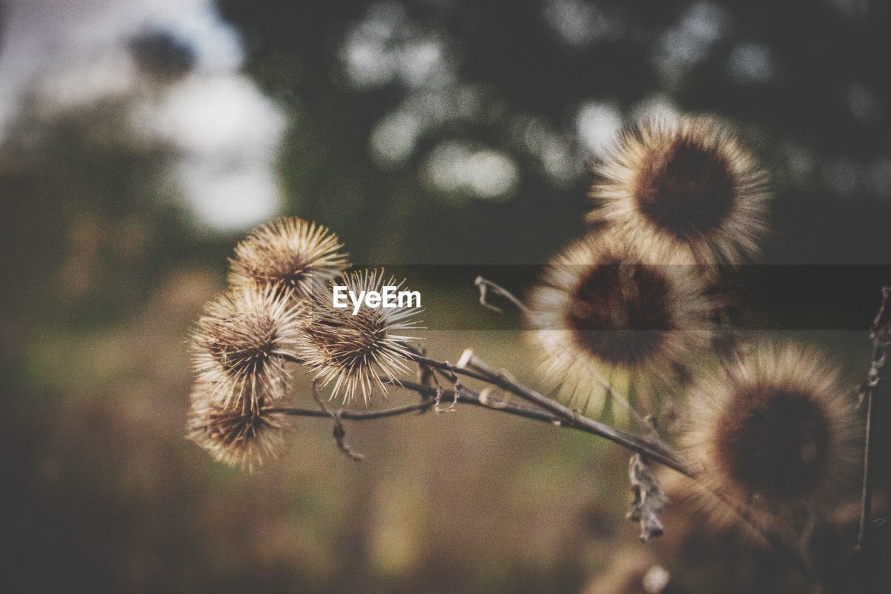 Close-up of dandelion on field