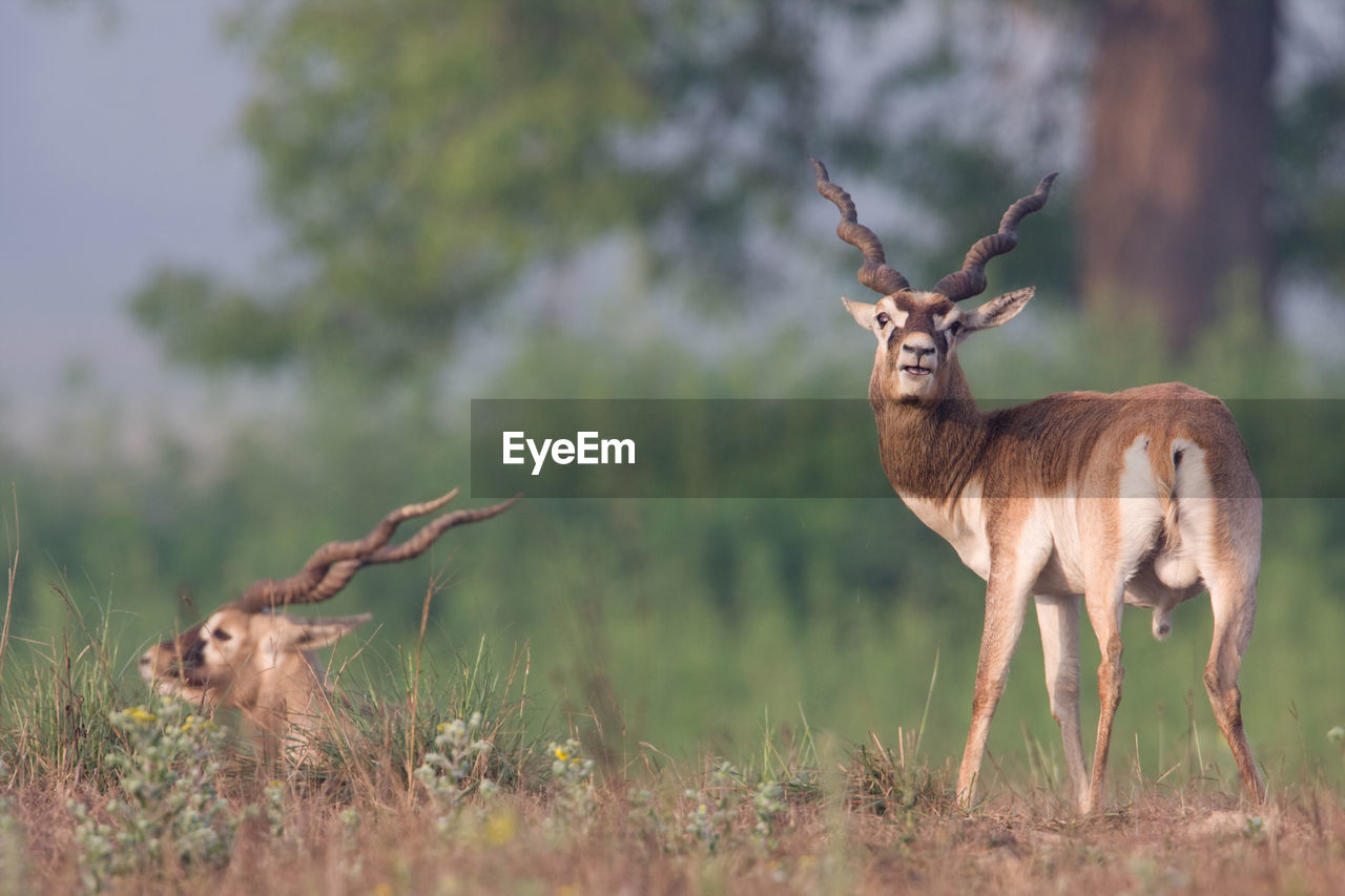 DEER STANDING IN A FIELD