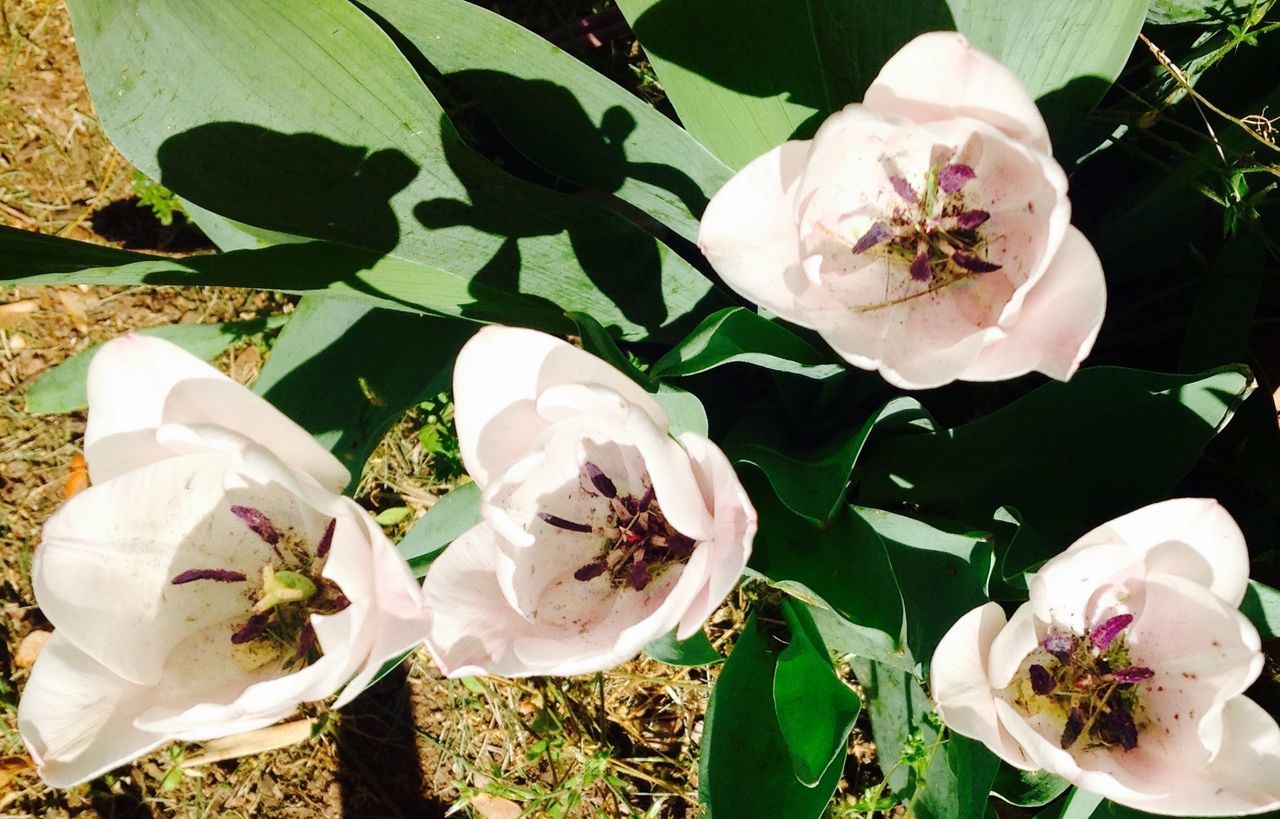 High angle view of tulips blooming on plant