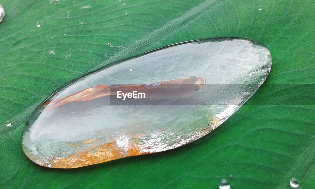 High angle view of fish in water drop on leaf