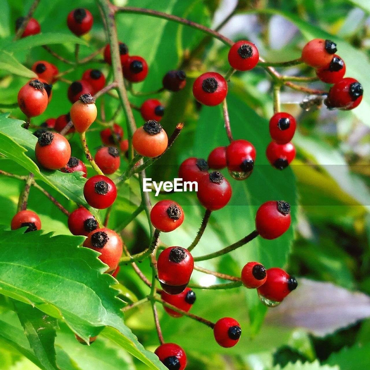 Close-up of berries growing on tree