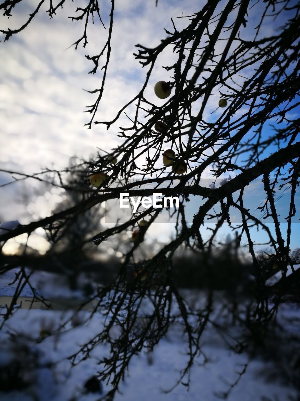 LOW ANGLE VIEW OF TREE BRANCHES AGAINST SKY