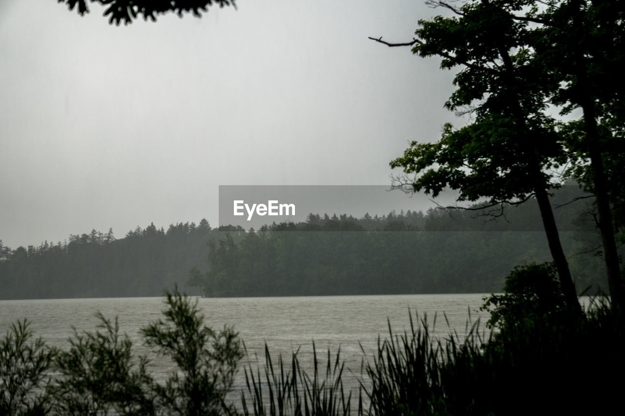 TREES BY LAKE AGAINST CLEAR SKY