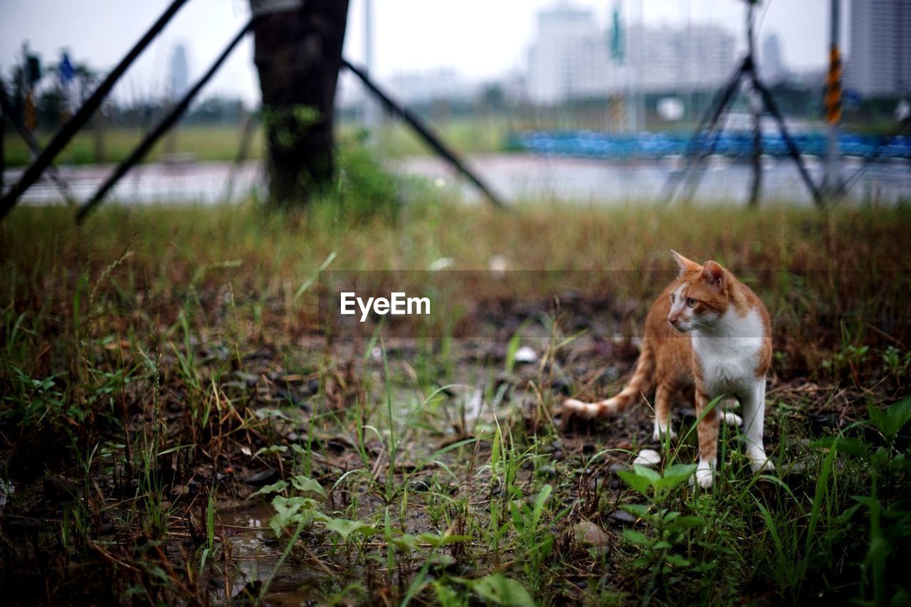 Ginger cat looking away while standing on field