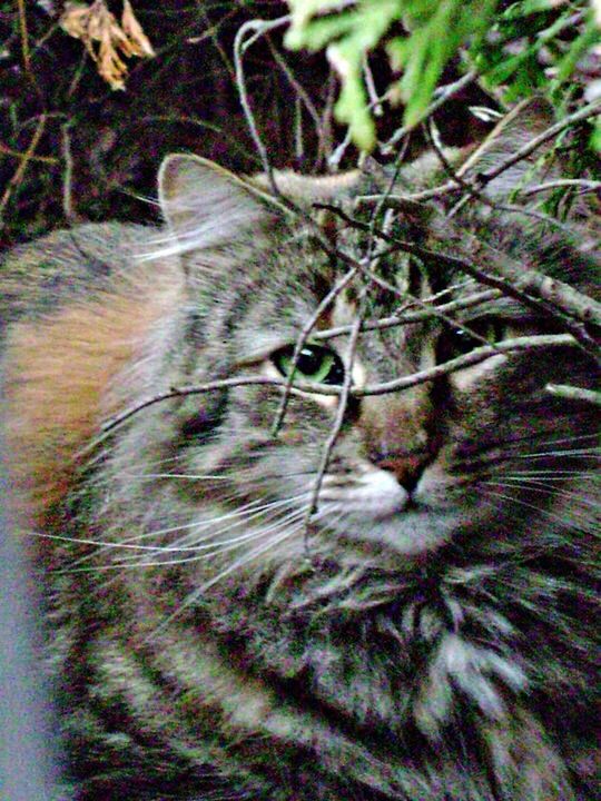 CLOSE-UP OF CAT LOOKING UP