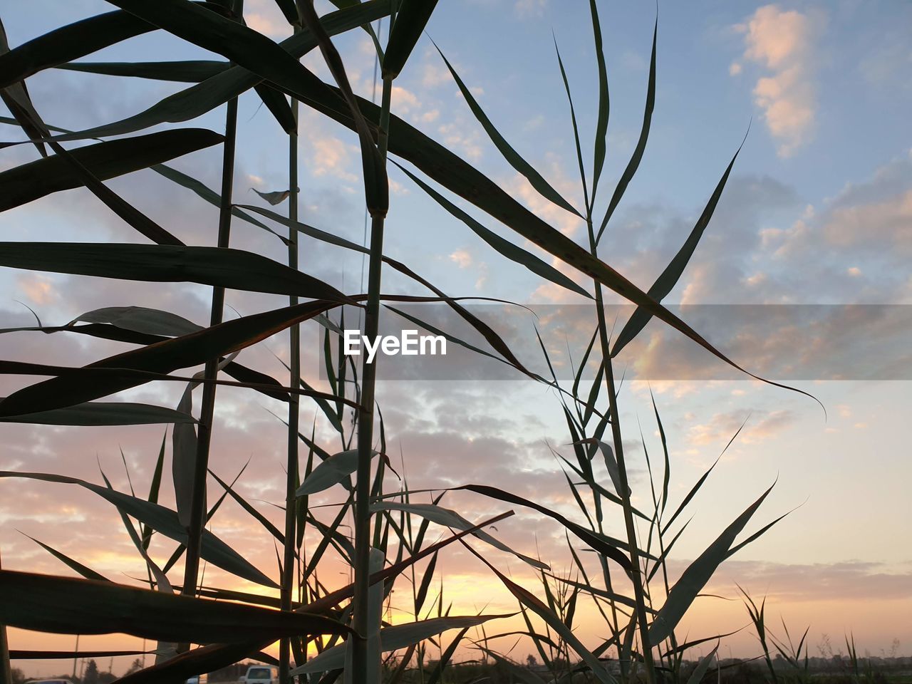 LOW ANGLE VIEW OF SILHOUETTE PLANTS AGAINST SKY