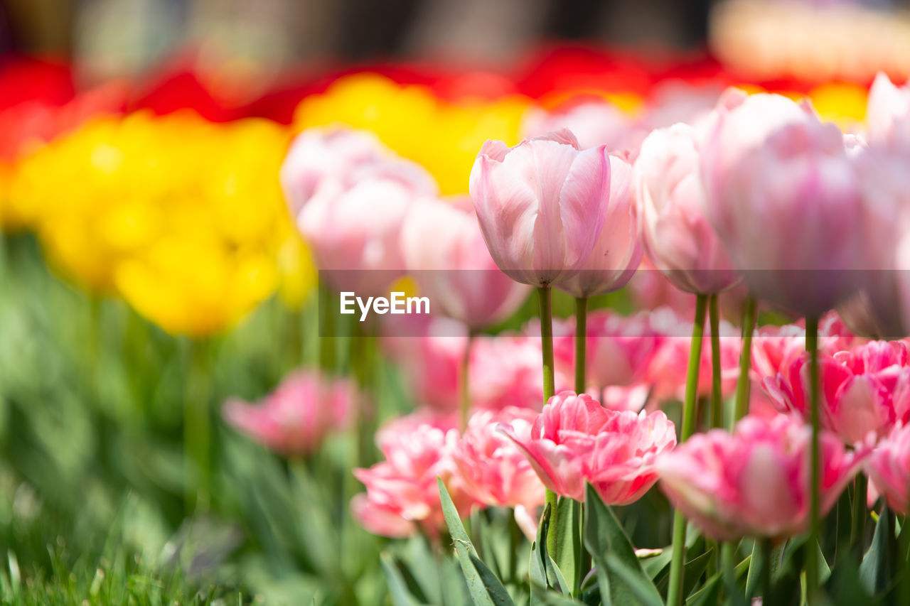 CLOSE-UP OF PINK TULIPS