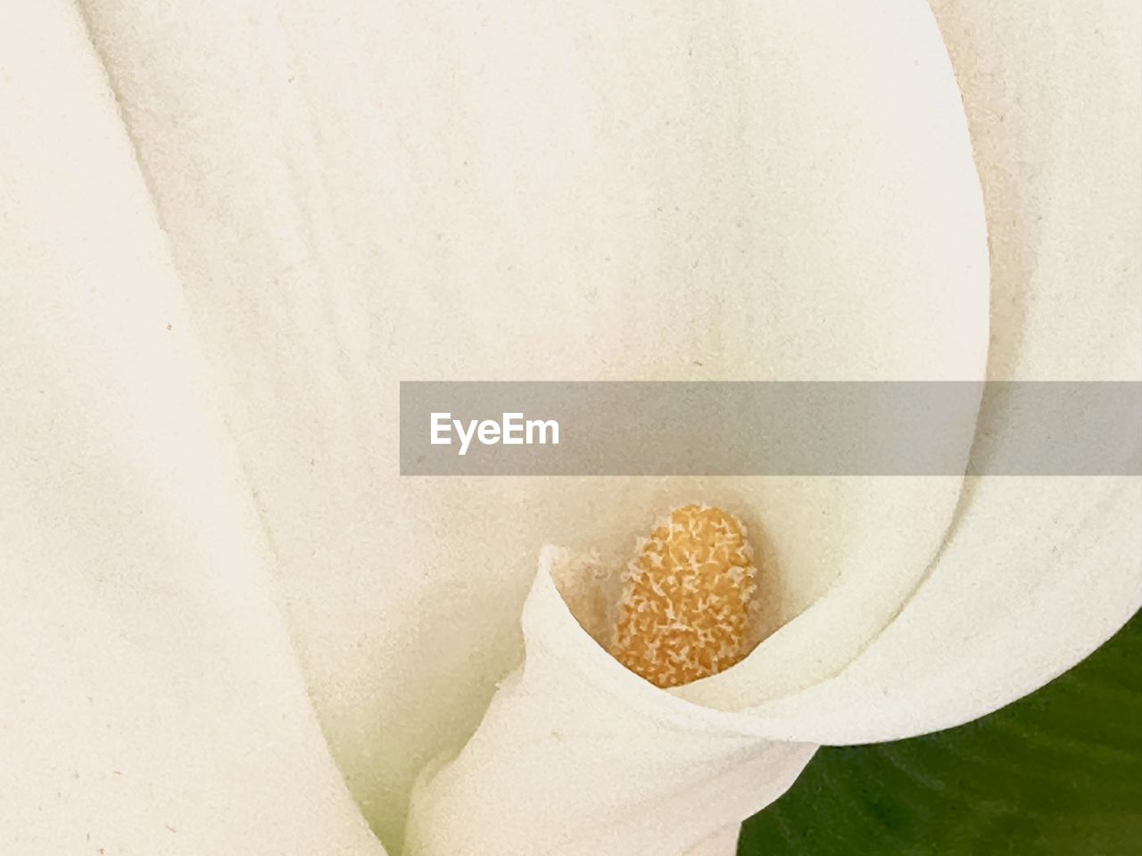 white, close-up, petal, flower, yellow, plant, freshness, leaf, nature, no people, macro photography, flowering plant, beauty in nature, indoors