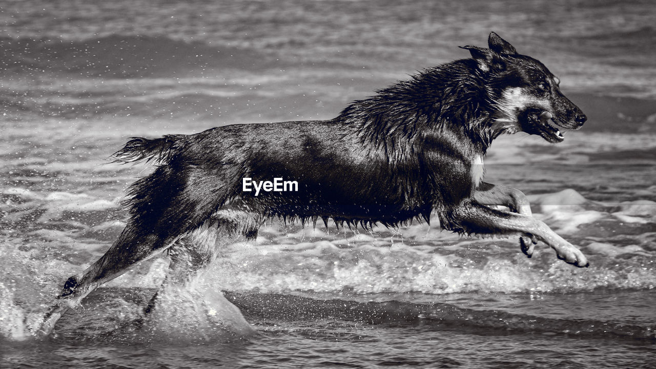 Side view of dog running in sea