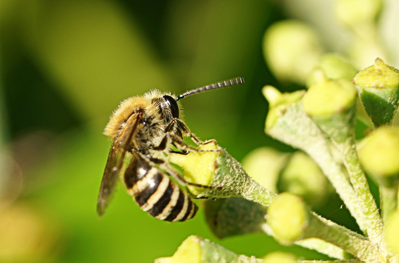 CLOSE-UP OF HONEY BEE POLLINATING