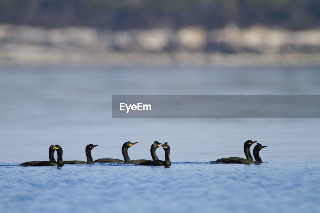 Group of shag swimming in the sea, brijuni national park