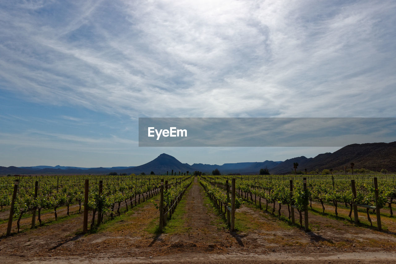 Vineyard against sky