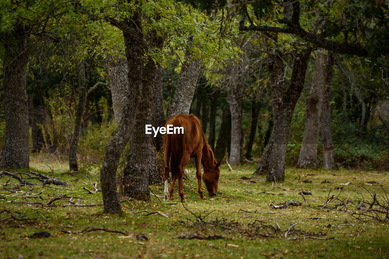 One horse in the grass in autumn.