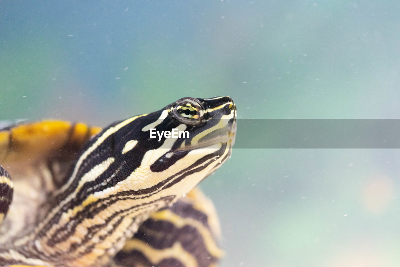 Close-up of turtle in sea