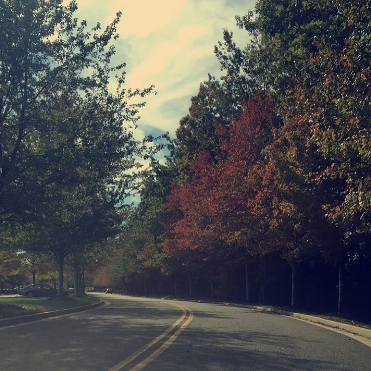 ROAD PASSING THROUGH FOREST