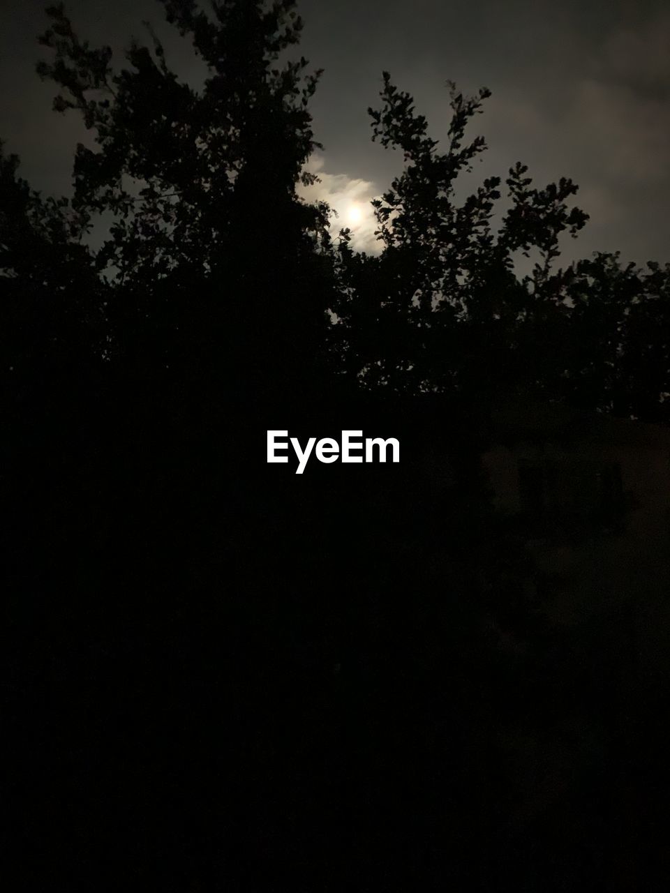 LOW ANGLE VIEW OF SILHOUETTE TREE AGAINST SKY AT NIGHT