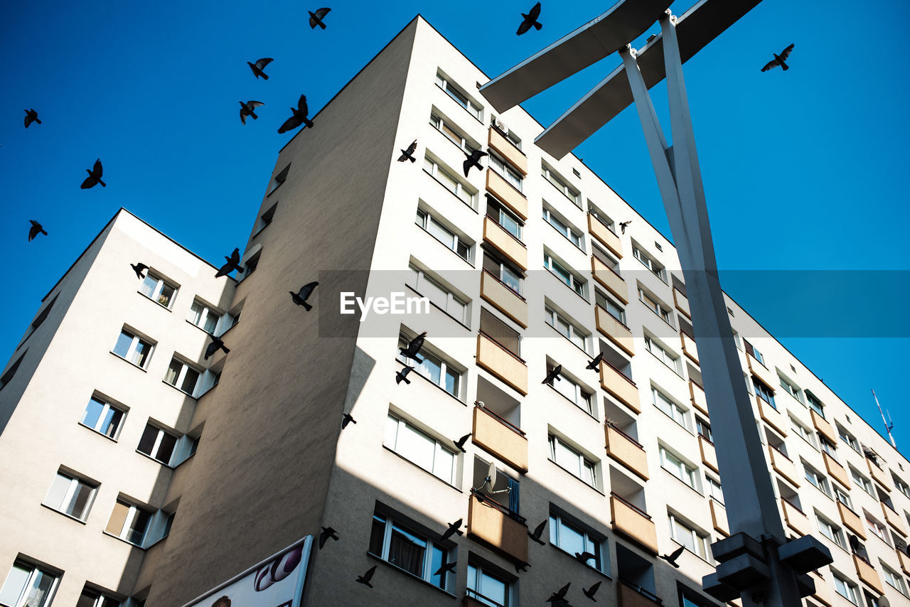 Low angle view of birds flying by building