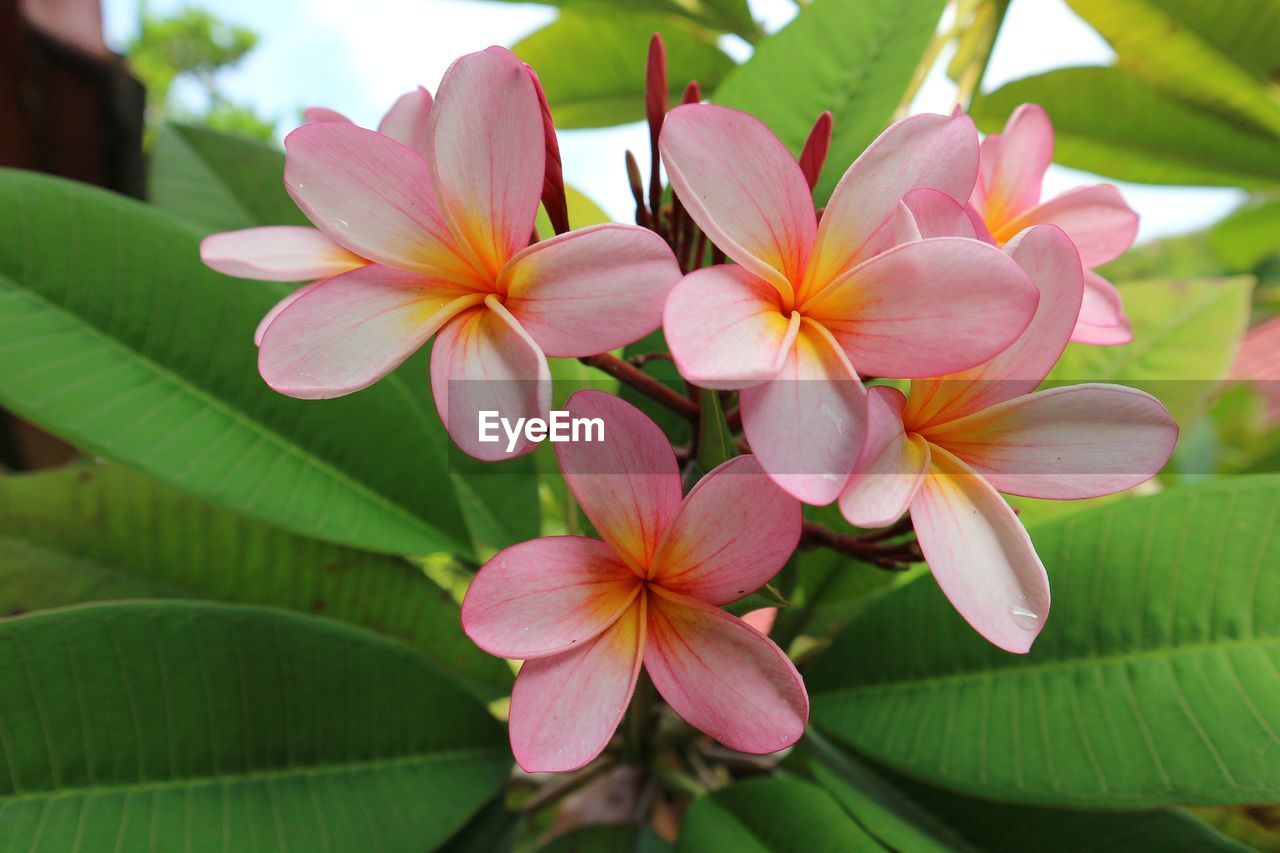 plant, flower, flowering plant, beauty in nature, leaf, freshness, plant part, nature, pink, close-up, frangipani, petal, tropical climate, blossom, flower head, inflorescence, no people, green, growth, fragility, outdoors, tree, multi colored, springtime, aquatic plant, macro photography, botany, summer, environment, day, focus on foreground, vibrant color