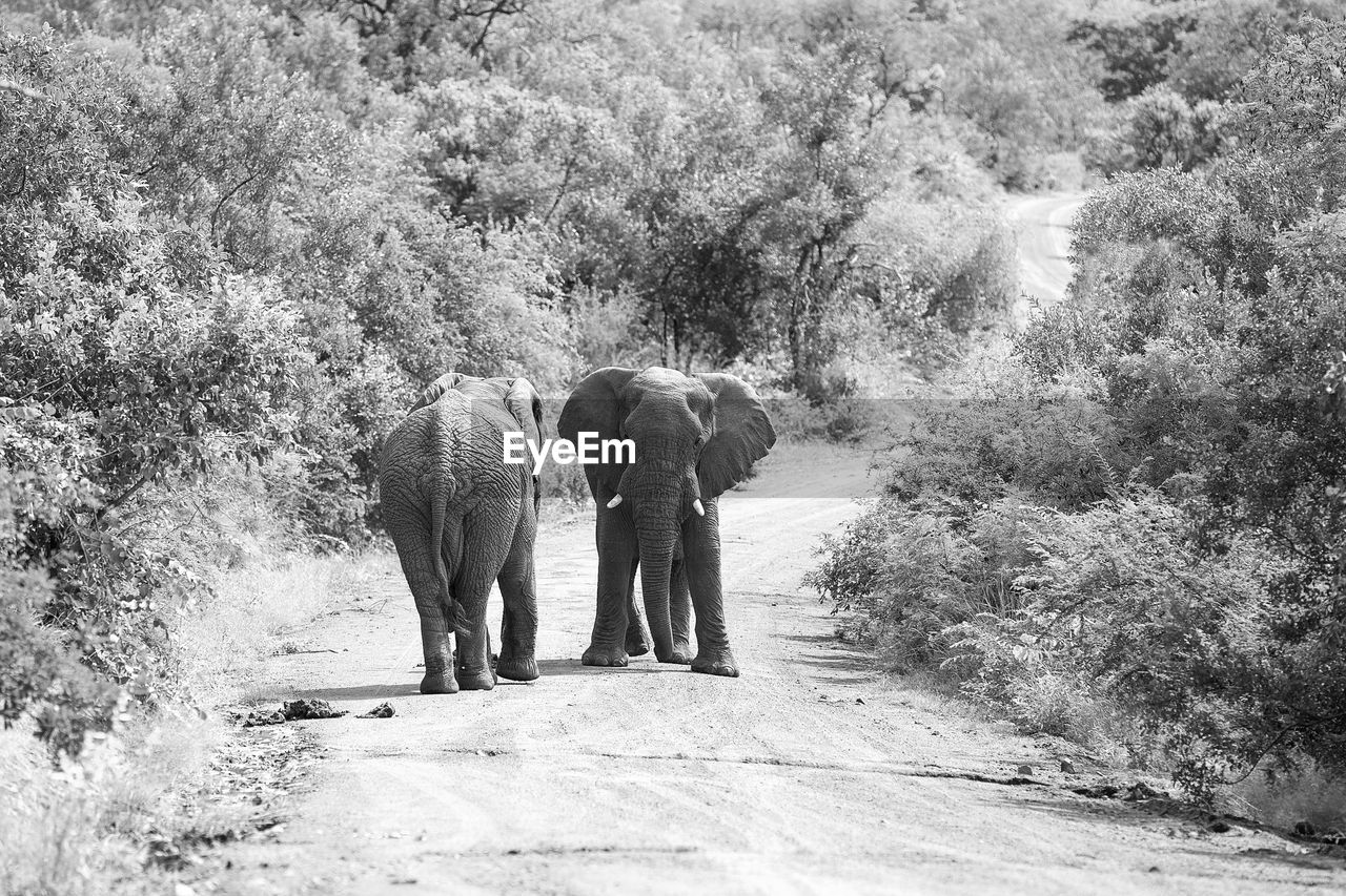 Elephants walking on road in forest