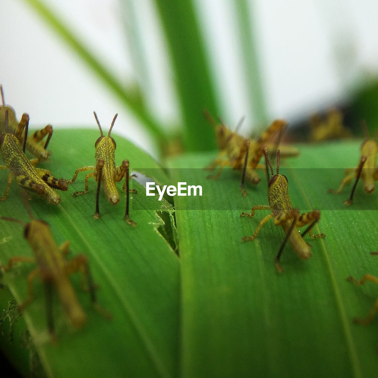 CLOSE-UP OF ANT ON LEAVES