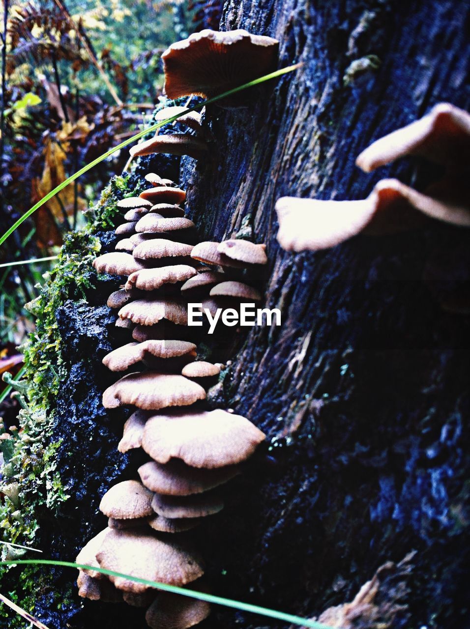 View of mushroom on tree trunk