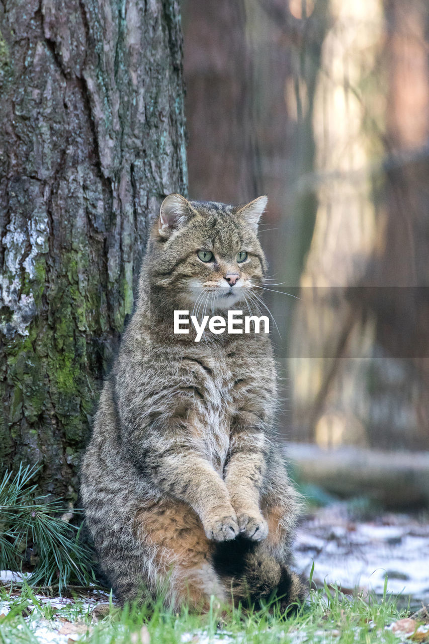 CLOSE-UP OF CAT SITTING AGAINST TREES