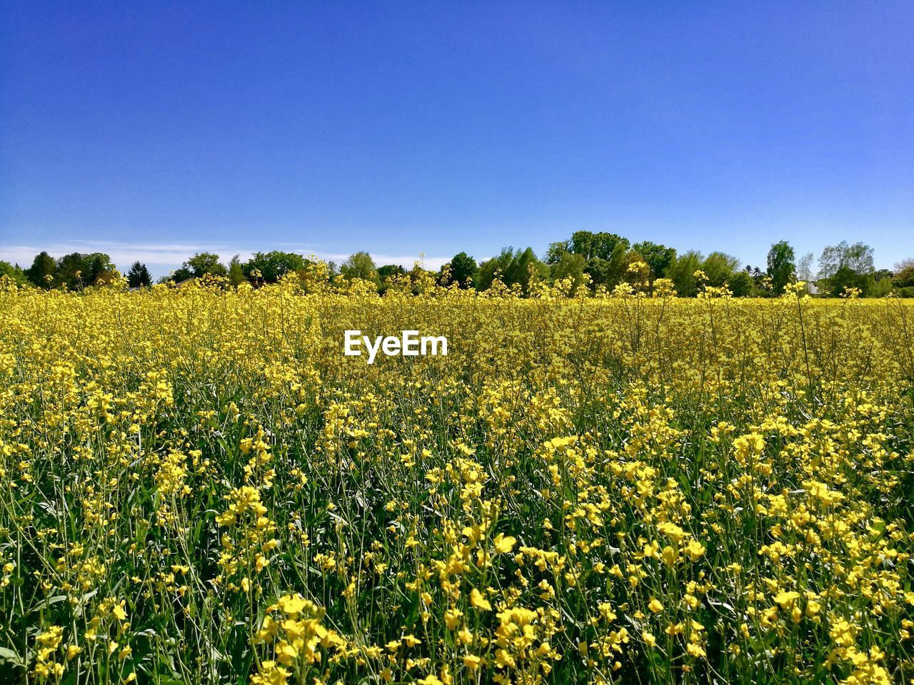 Scenic view of oilseed rape field against clear sky