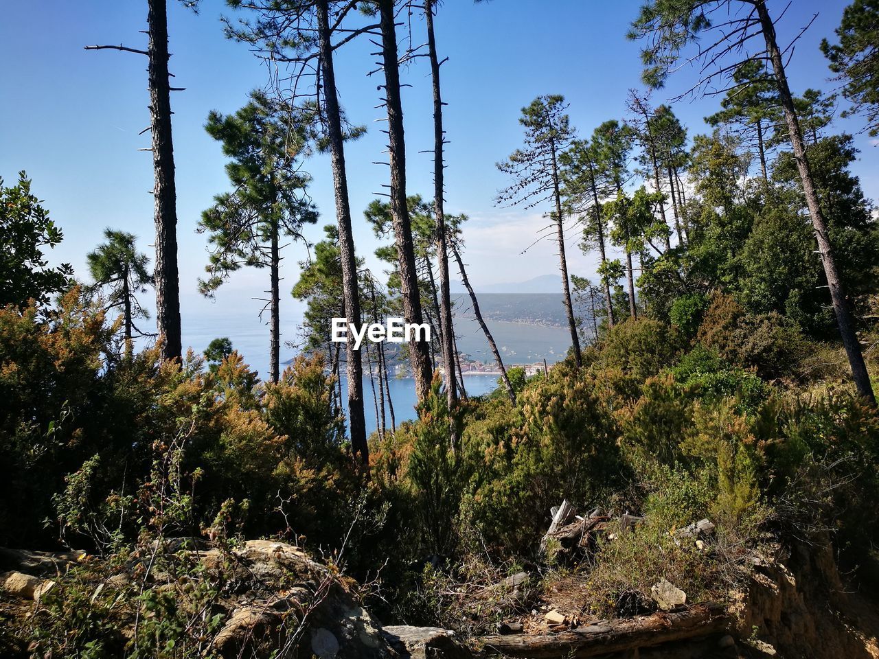 Low angle view of trees in forest against sky