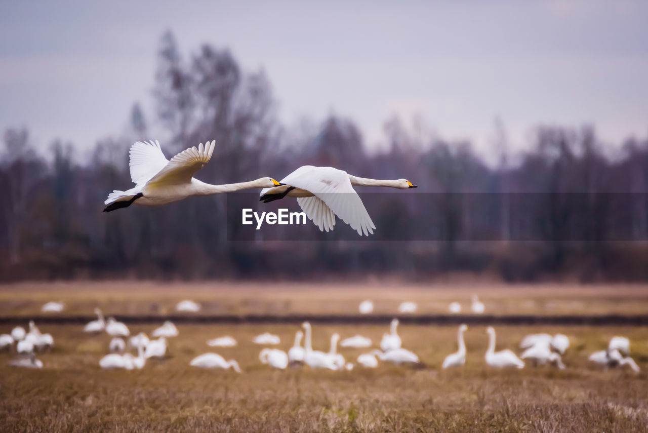 Flying whooper swan birds. spring season.