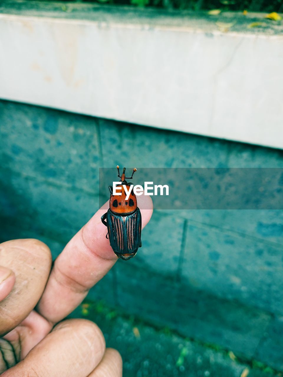 Close-up of butterfly on hand